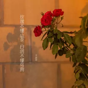 卡迪哥 - 玫瑰不懂山茶 白鸽不懂乌鸦